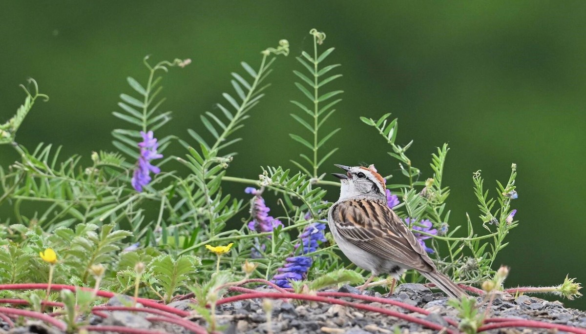 Chipping Sparrow - ML620749255