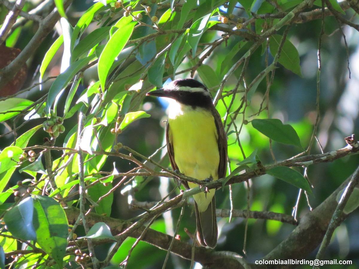 Great Kiskadee - ML620749269