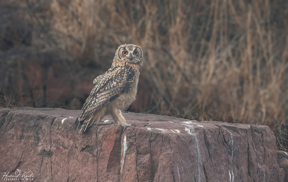 Rock Eagle-Owl - ML620749272