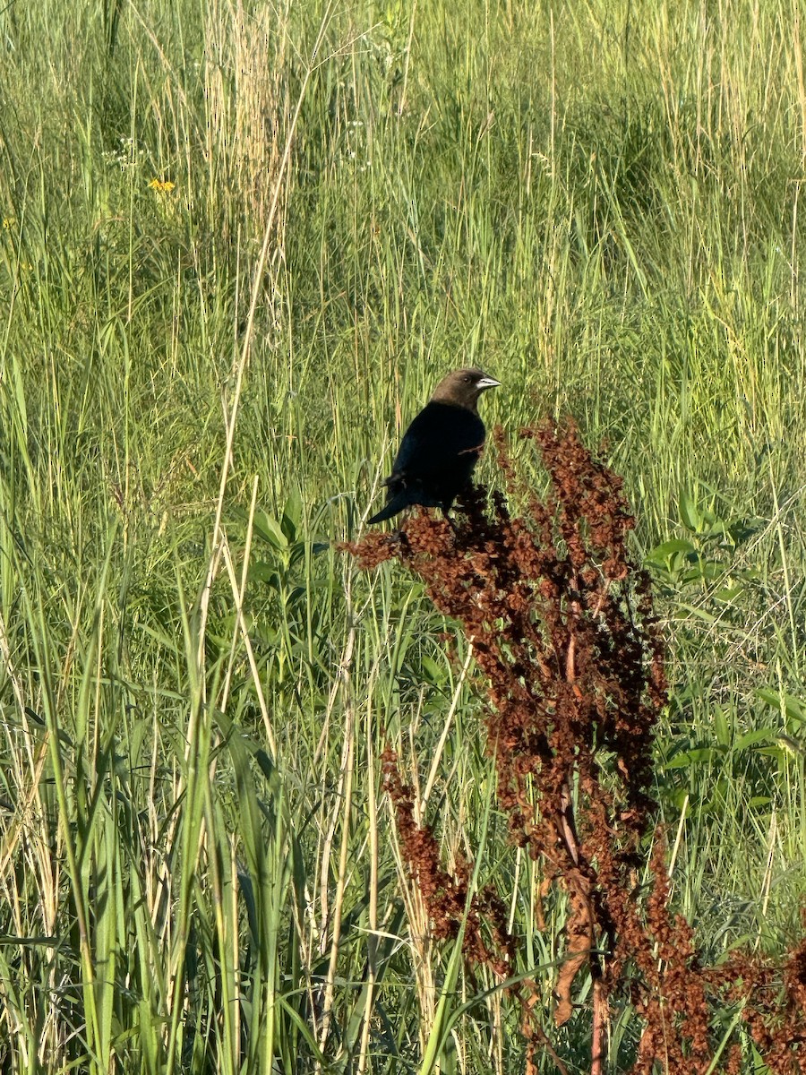 Brown-headed Cowbird - Sarah Alonso