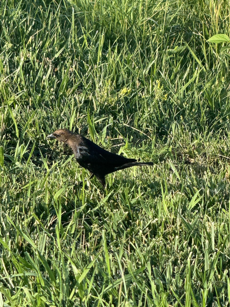 Brown-headed Cowbird - ML620749281