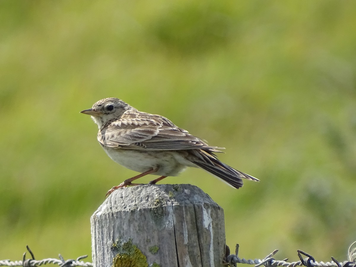 Eurasian Skylark - ML620749288