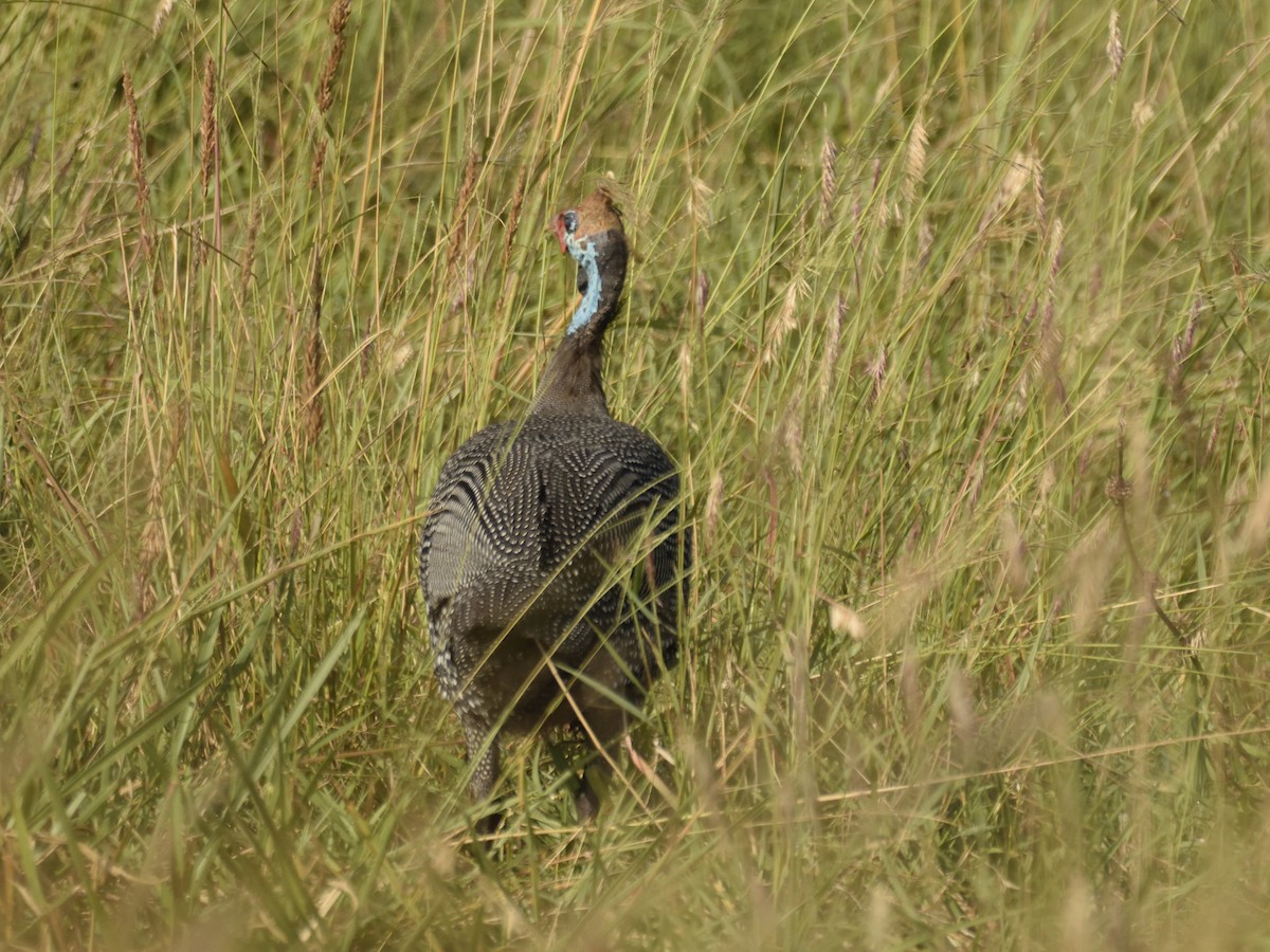 Helmeted Guineafowl - ML620749289