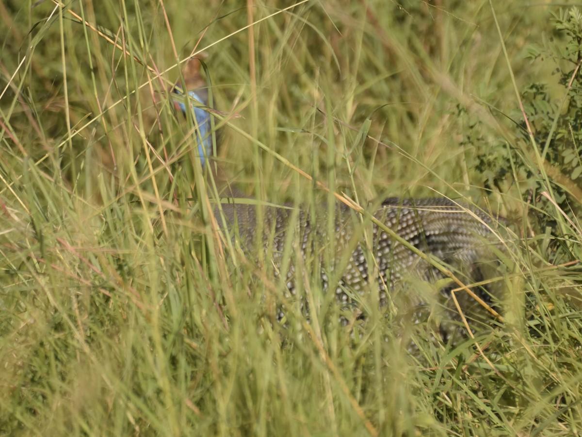 Helmeted Guineafowl - ML620749291