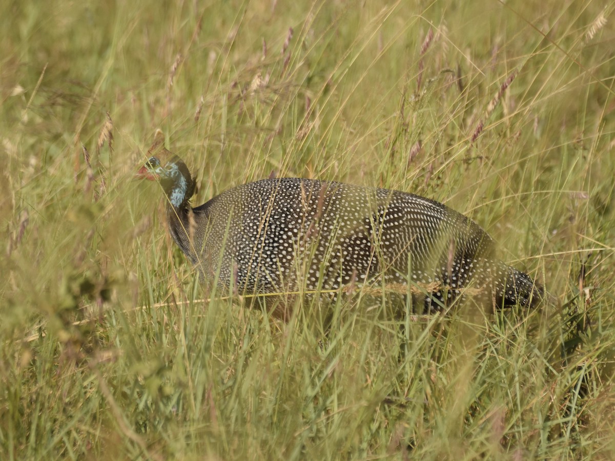 Helmeted Guineafowl - ML620749292