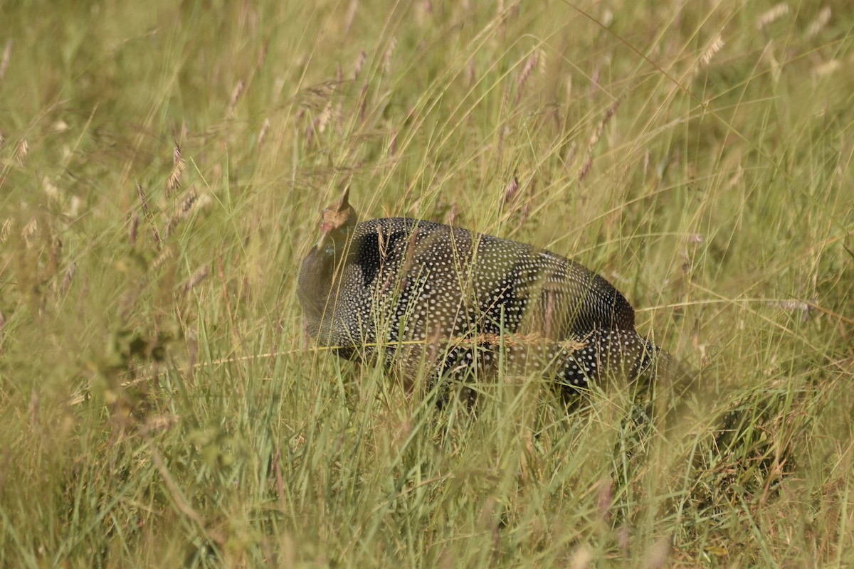 Helmeted Guineafowl - ML620749294