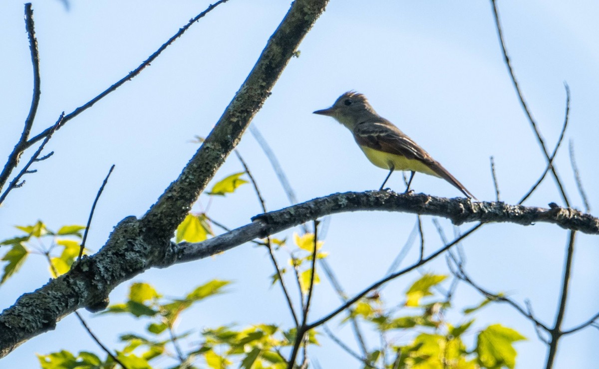 Great Crested Flycatcher - ML620749296