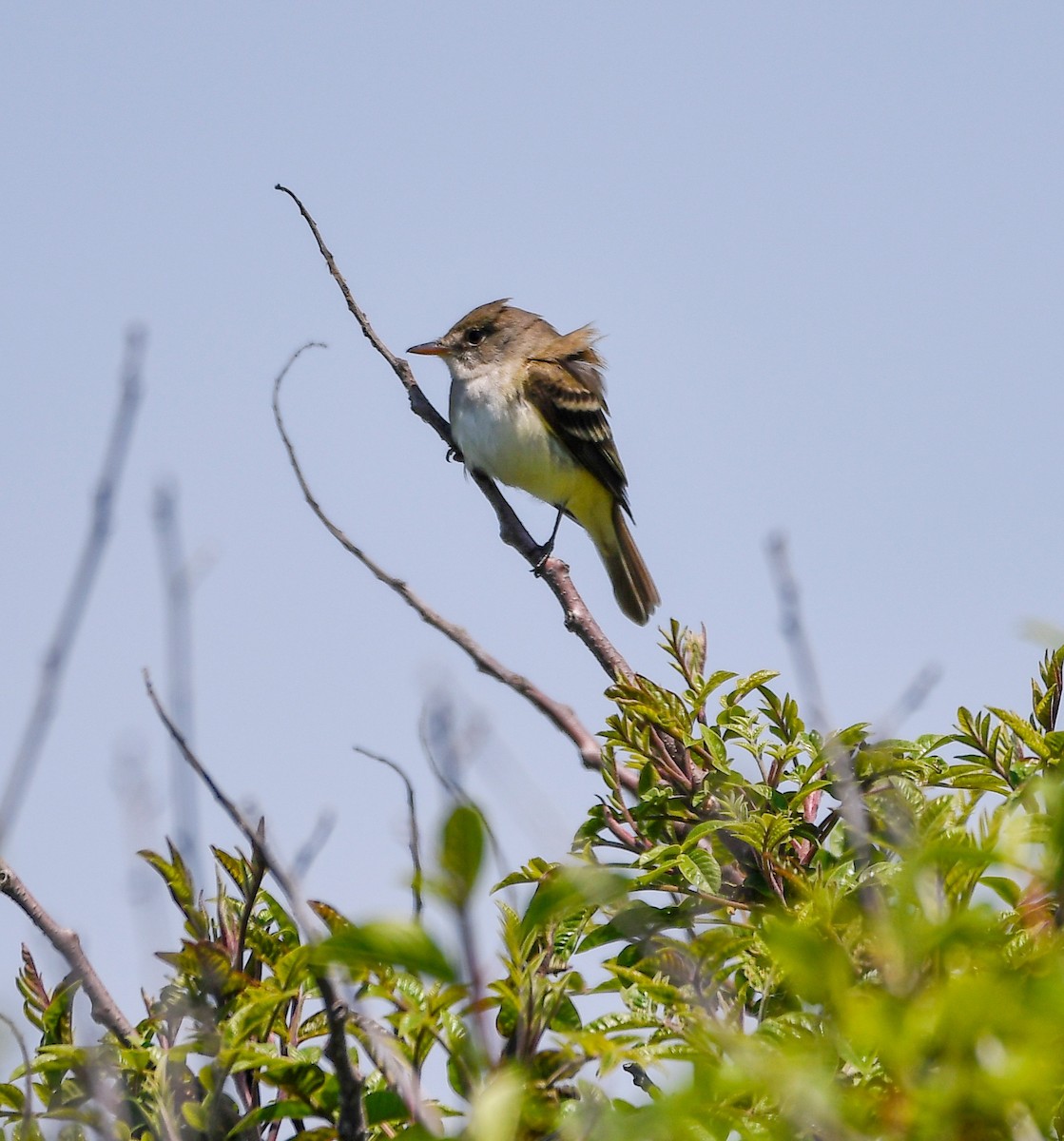 Willow Flycatcher - ML620749298