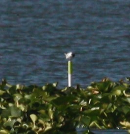 Common Tern - ML620749313