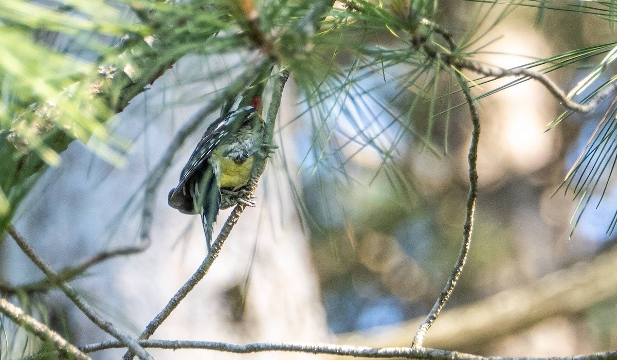 Yellow-bellied Sapsucker - ML620749315