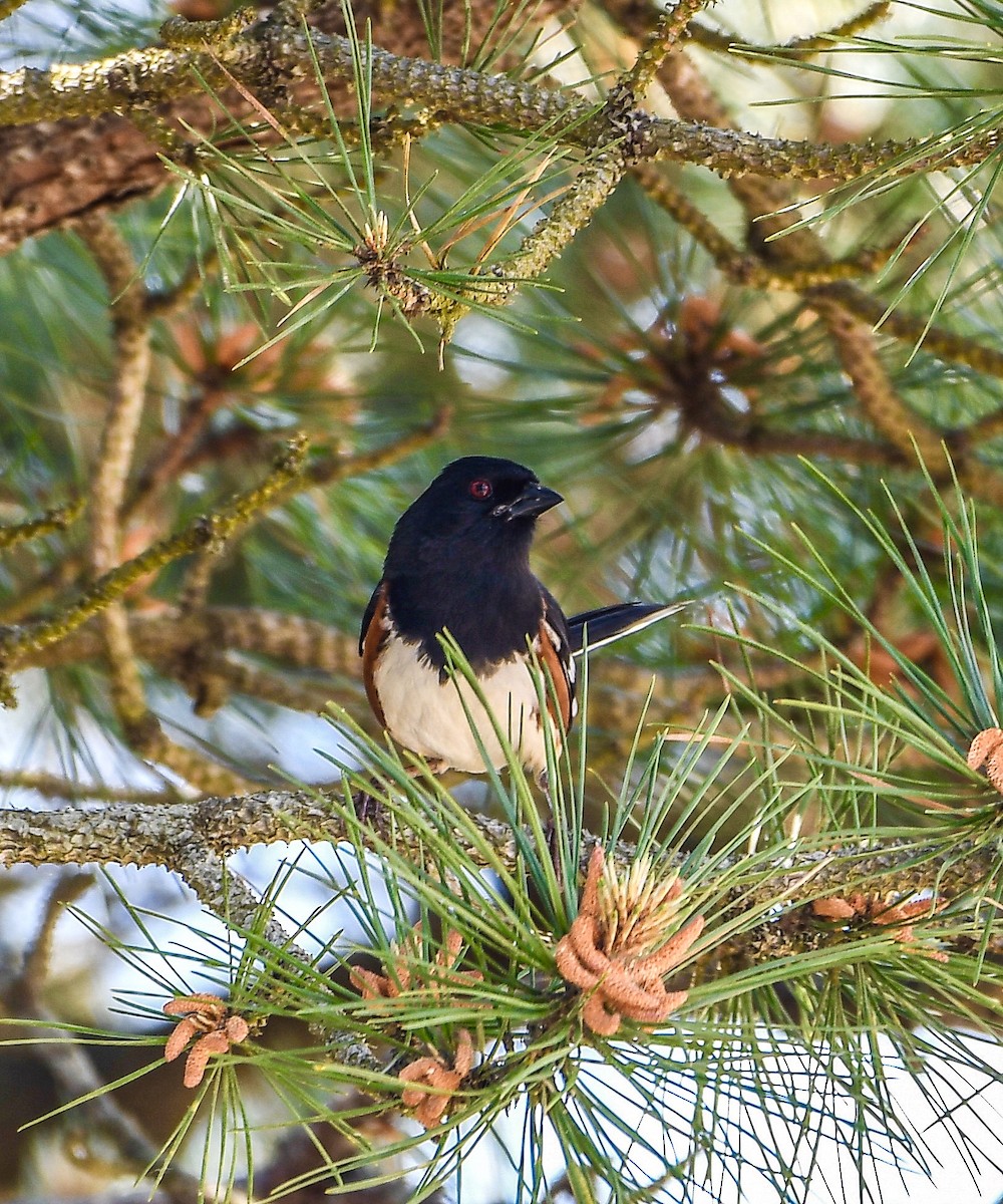 Eastern Towhee - ML620749317