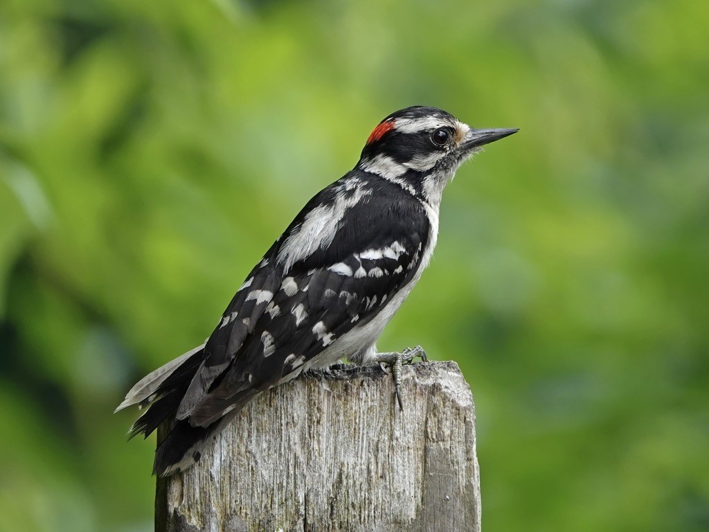 Downy Woodpecker - ML620749326