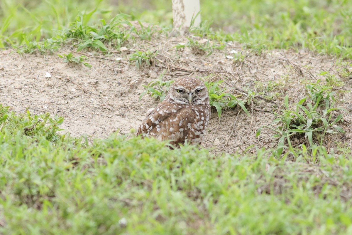 Burrowing Owl (Florida) - Joshua Gant