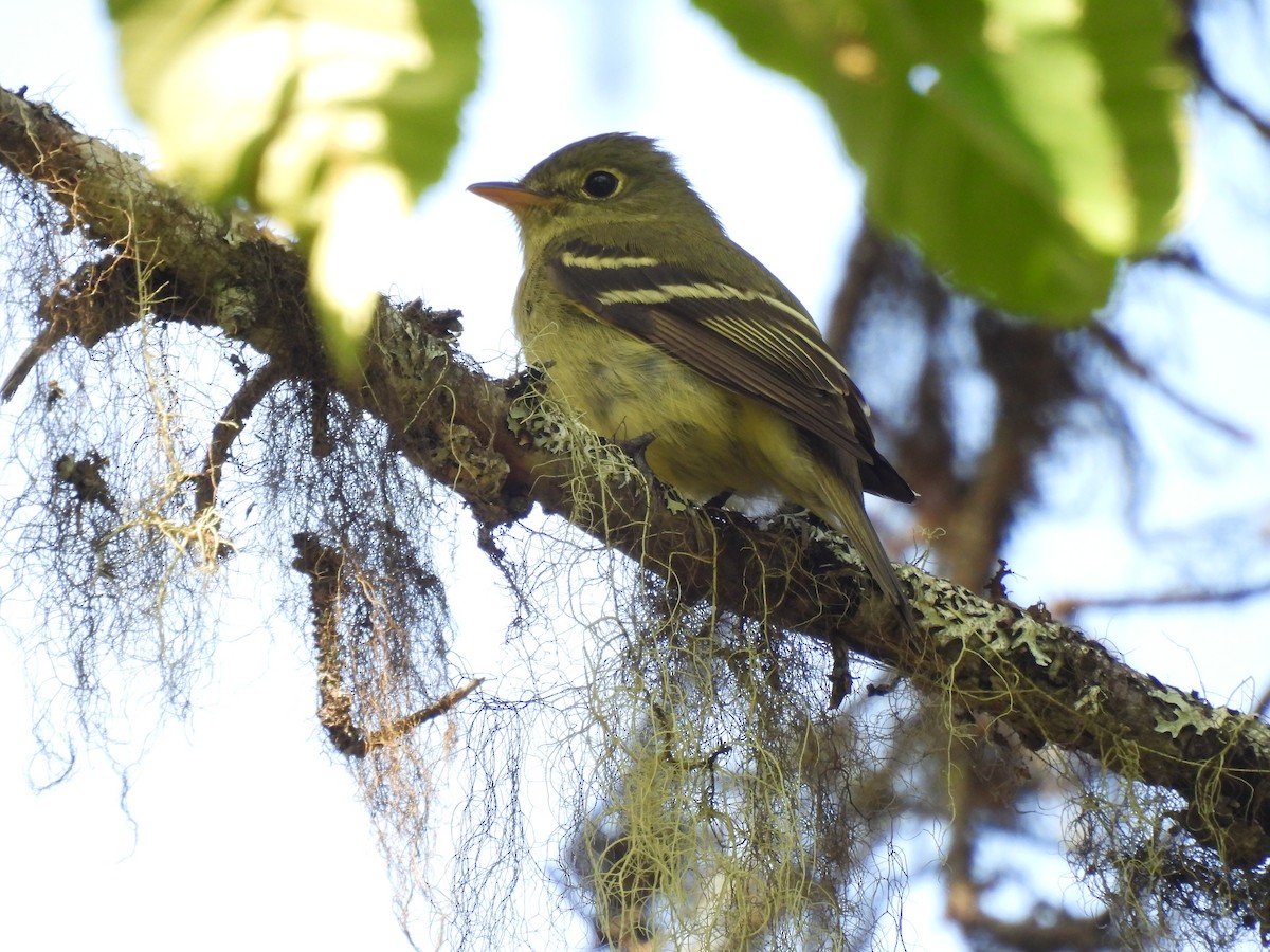 Yellow-bellied Flycatcher - ML620749334