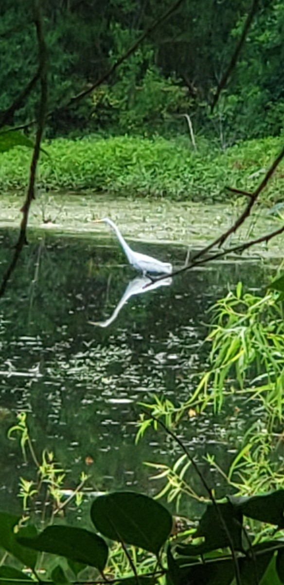 Great Egret - ML620749343