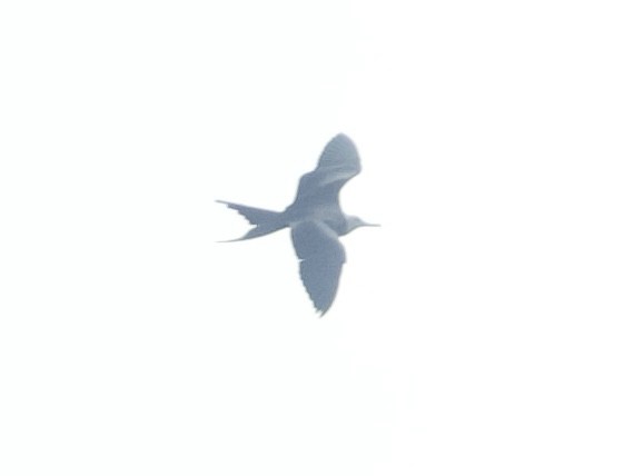 Lesser Frigatebird (Lesser) - ML620749348
