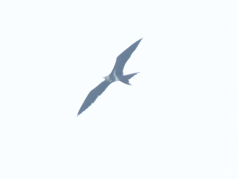 Lesser Frigatebird (Lesser) - ML620749349