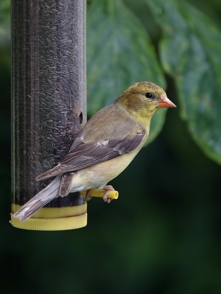 Chardonneret jaune - ML620749352