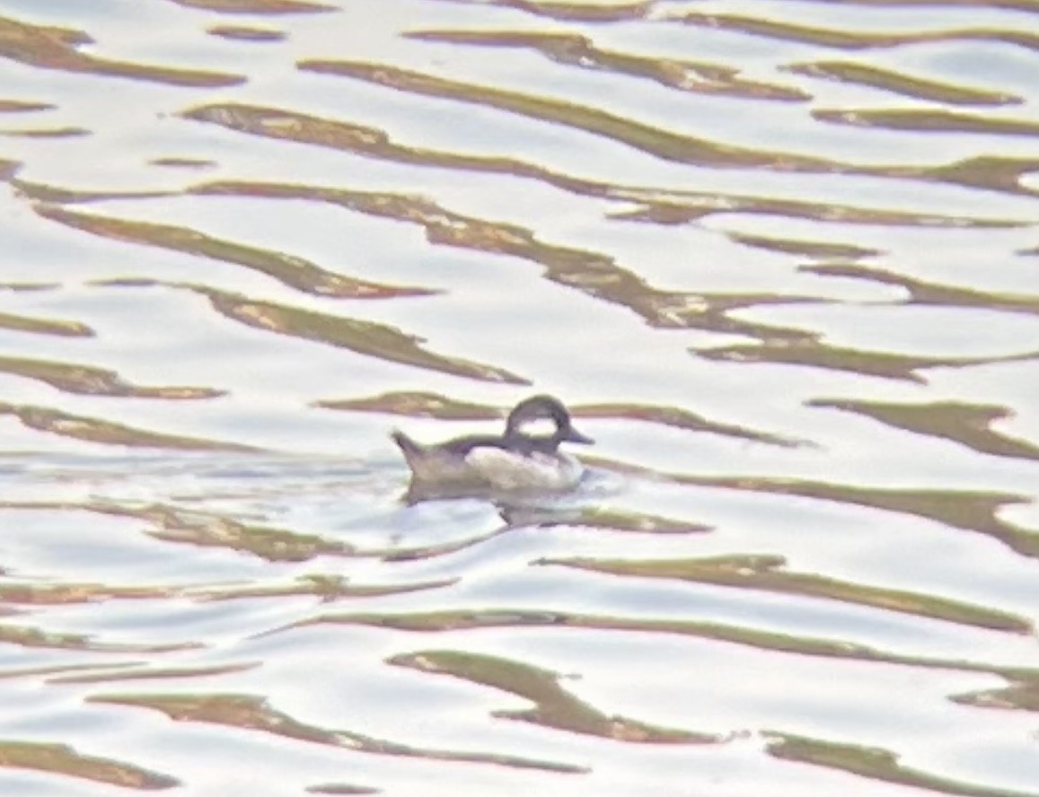 Bufflehead - ML620749354