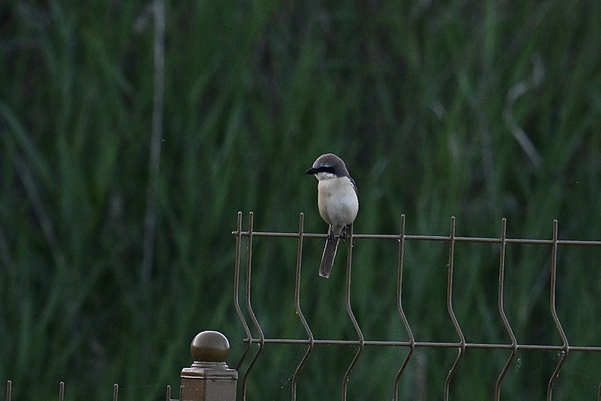 Brown Shrike - ML620749360