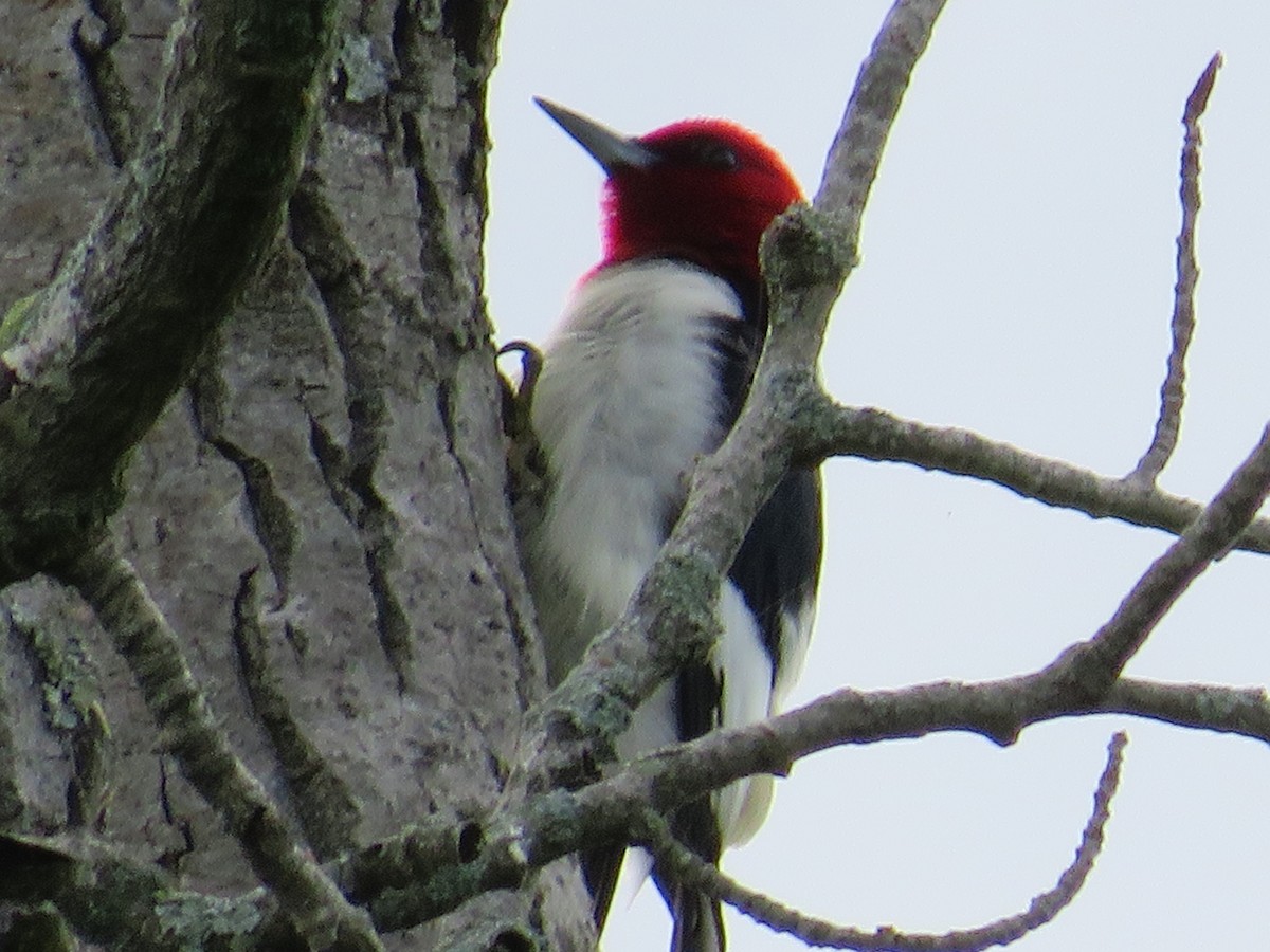 Red-headed Woodpecker - ML620749361