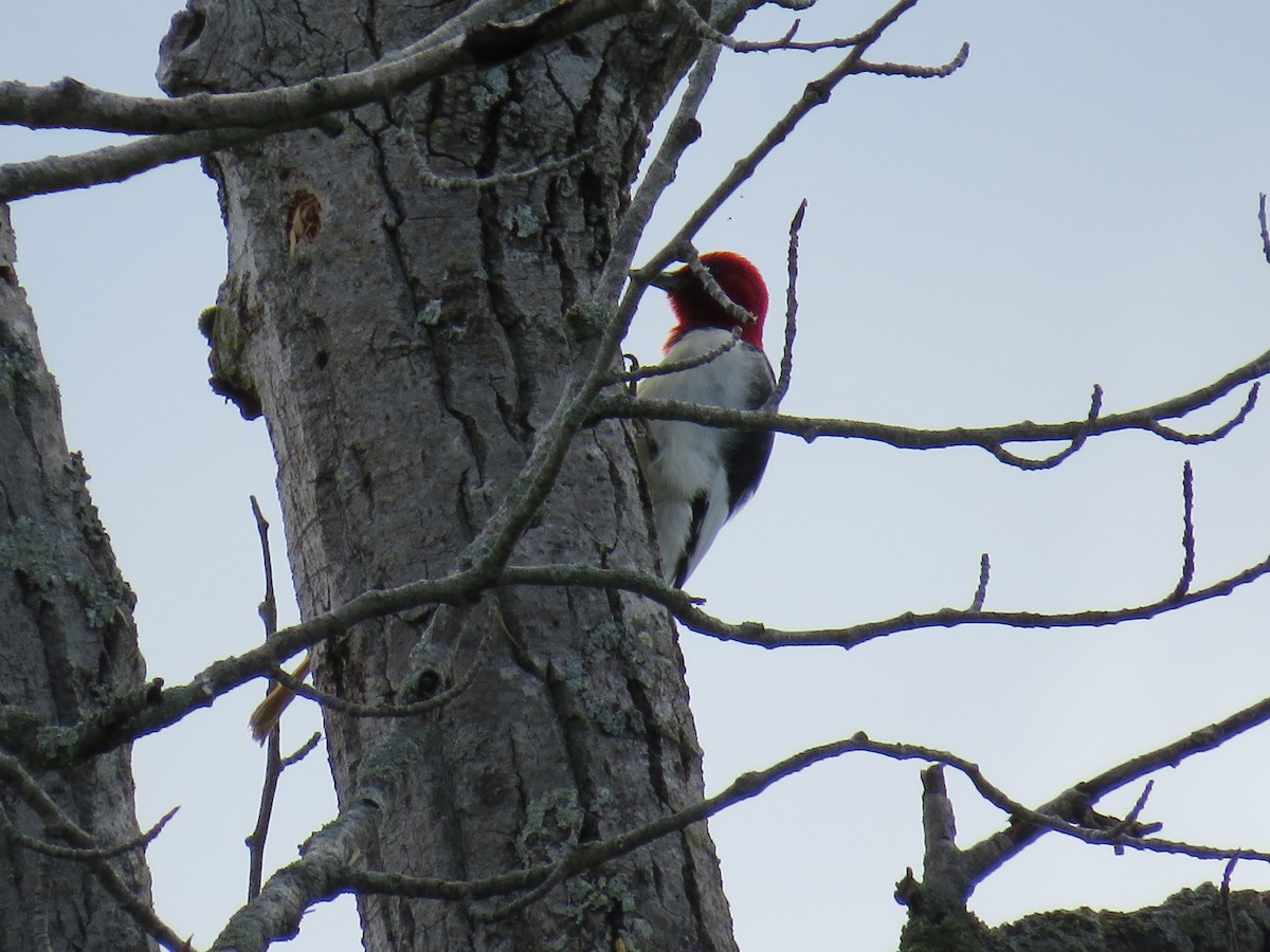 Red-headed Woodpecker - ML620749363