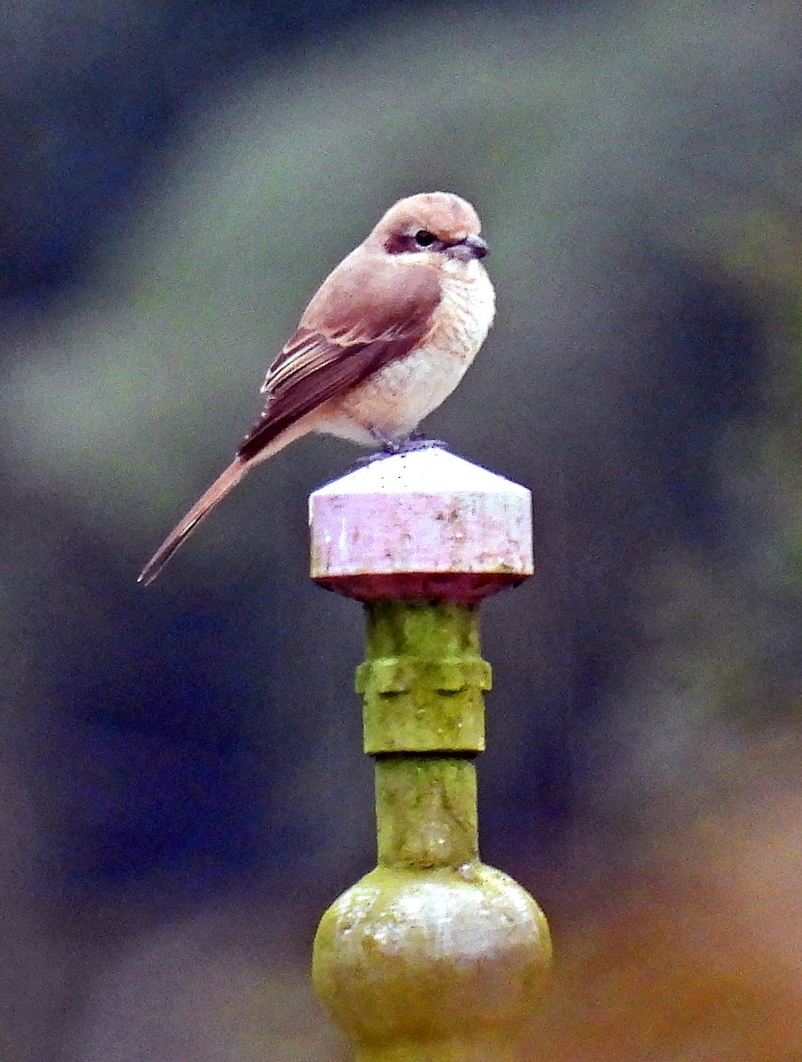 Brown Shrike - ML620749369