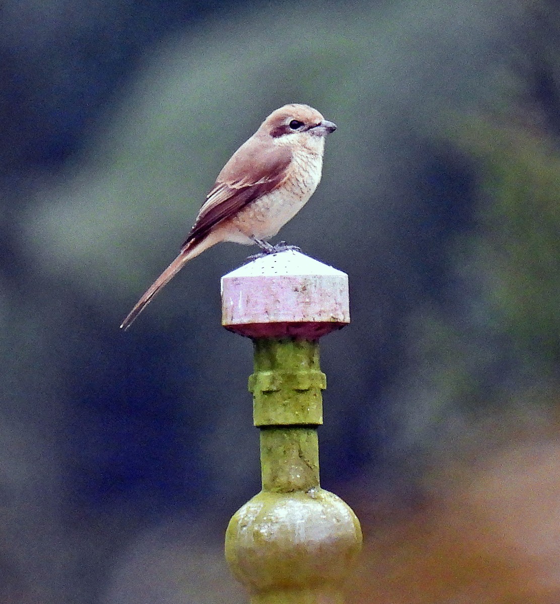 Brown Shrike - ML620749370