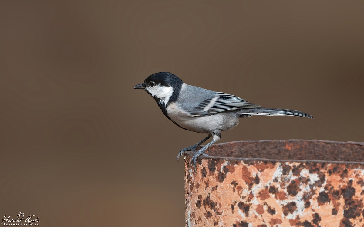 Cinereous Tit - ML620749372