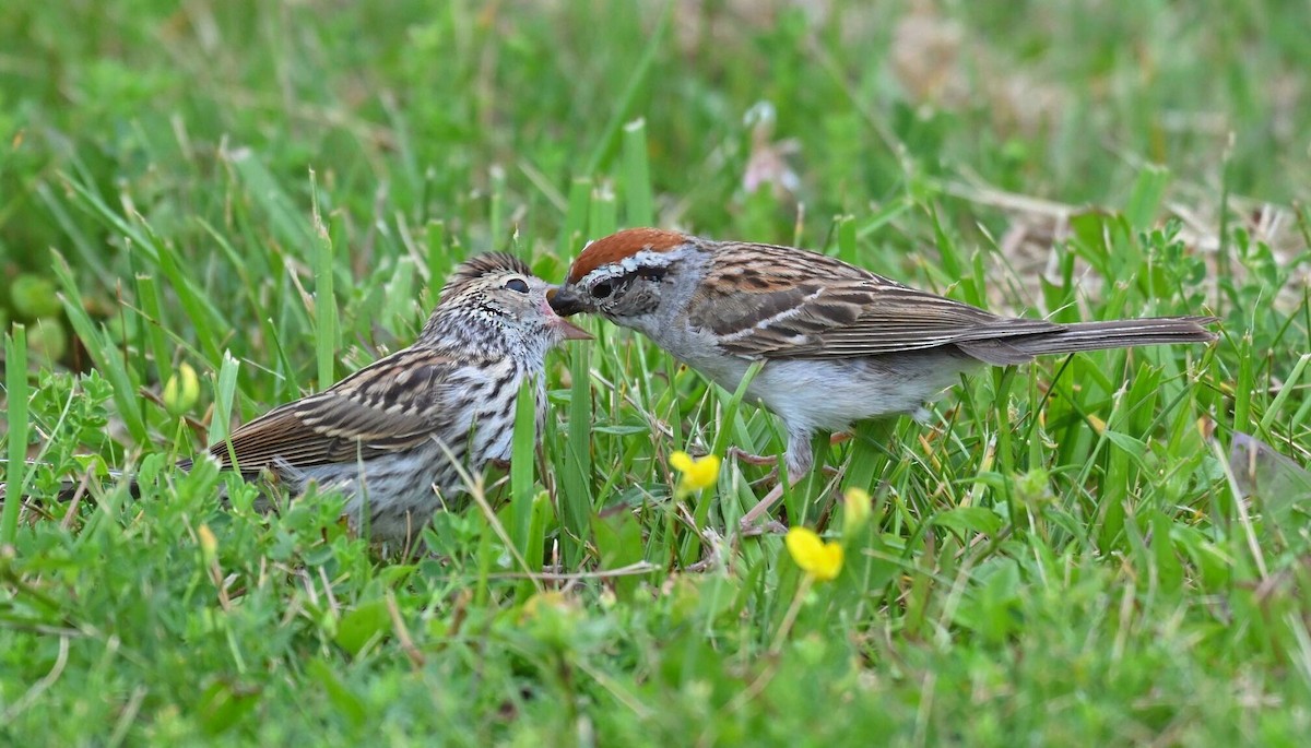 Chipping Sparrow - ML620749380