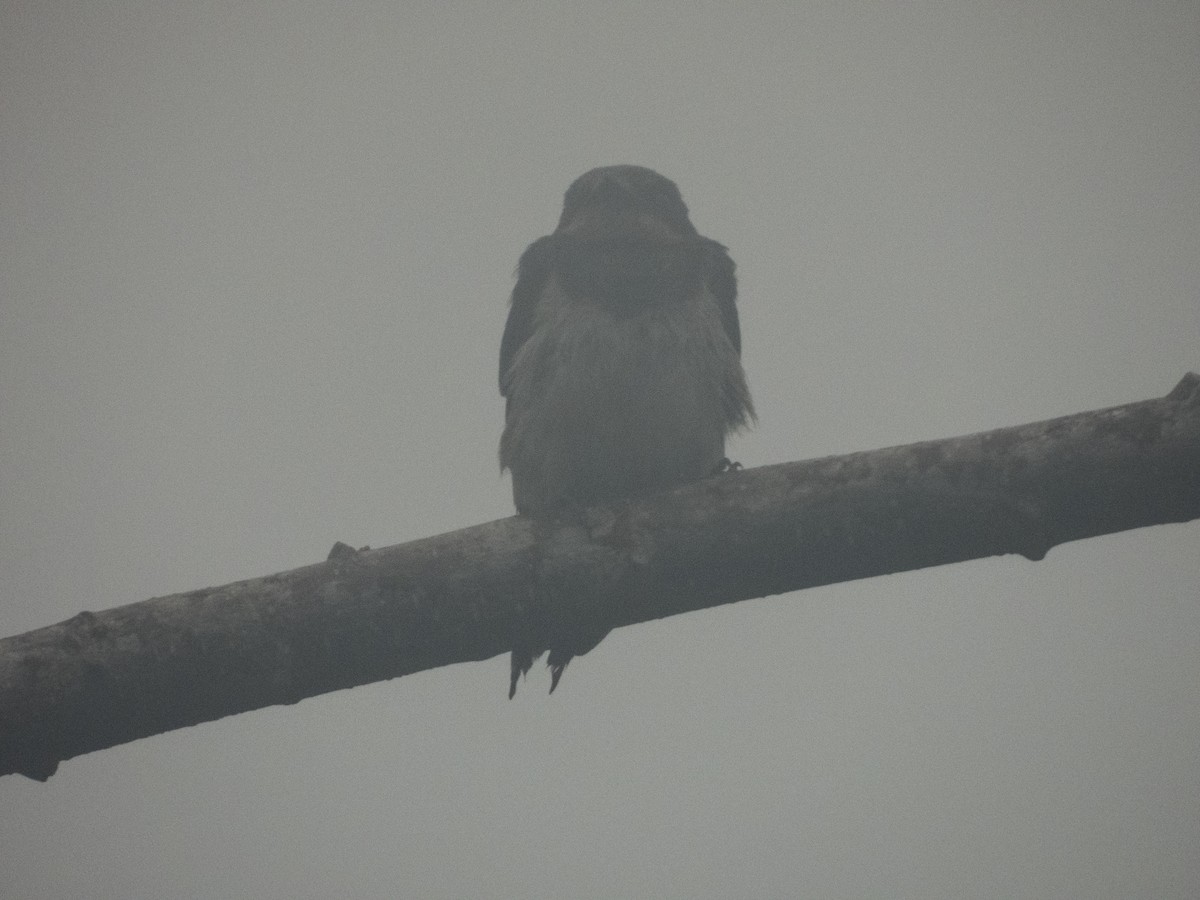 Barn Swallow - ML620749382