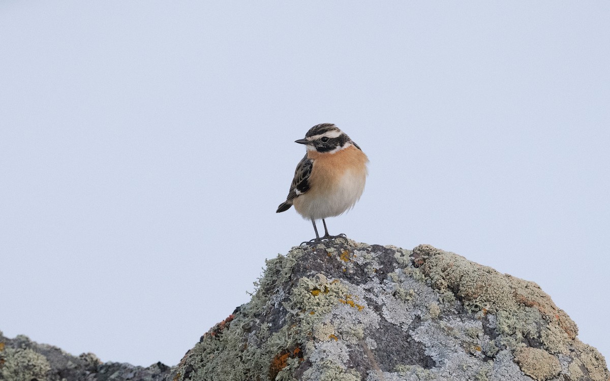 Whinchat - ML620749393