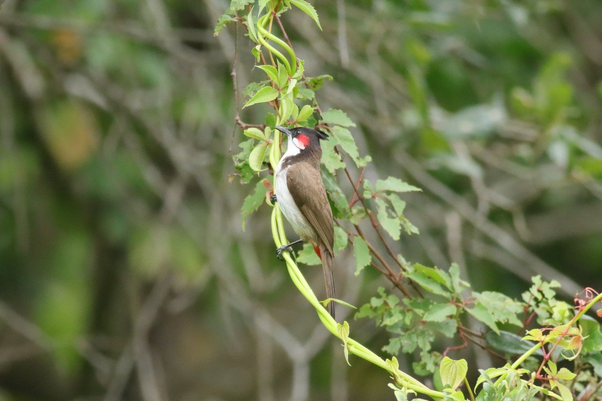 Red-whiskered Bulbul - Joshua Gant