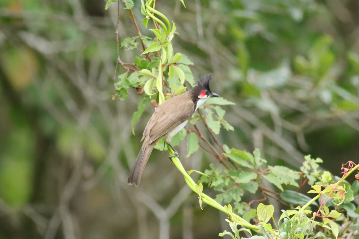 Red-whiskered Bulbul - ML620749401