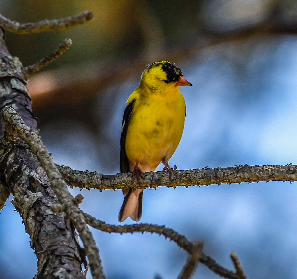 American Goldfinch - ML620749413