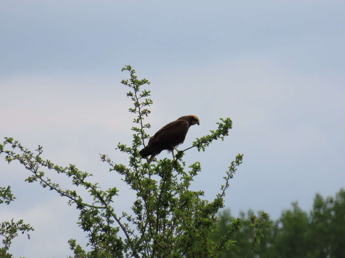 Western Marsh Harrier - ML620749414