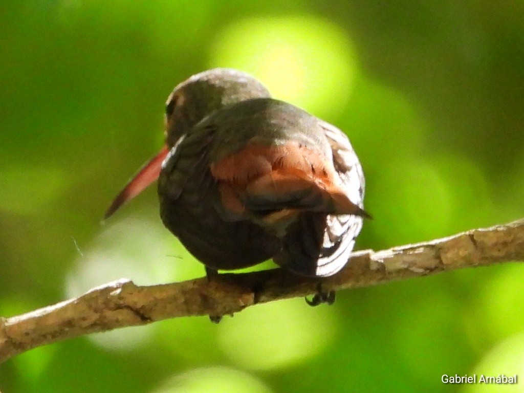 Rufous-tailed Hummingbird - ML620749429