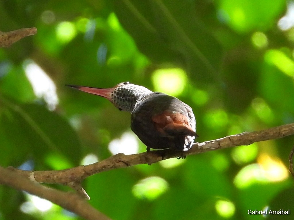 Rufous-tailed Hummingbird - ML620749430
