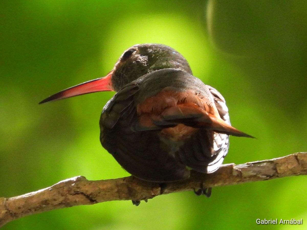 Rufous-tailed Hummingbird - ML620749431
