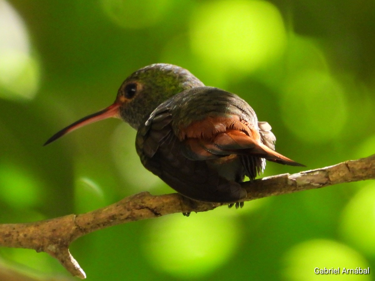 Rufous-tailed Hummingbird - ML620749432