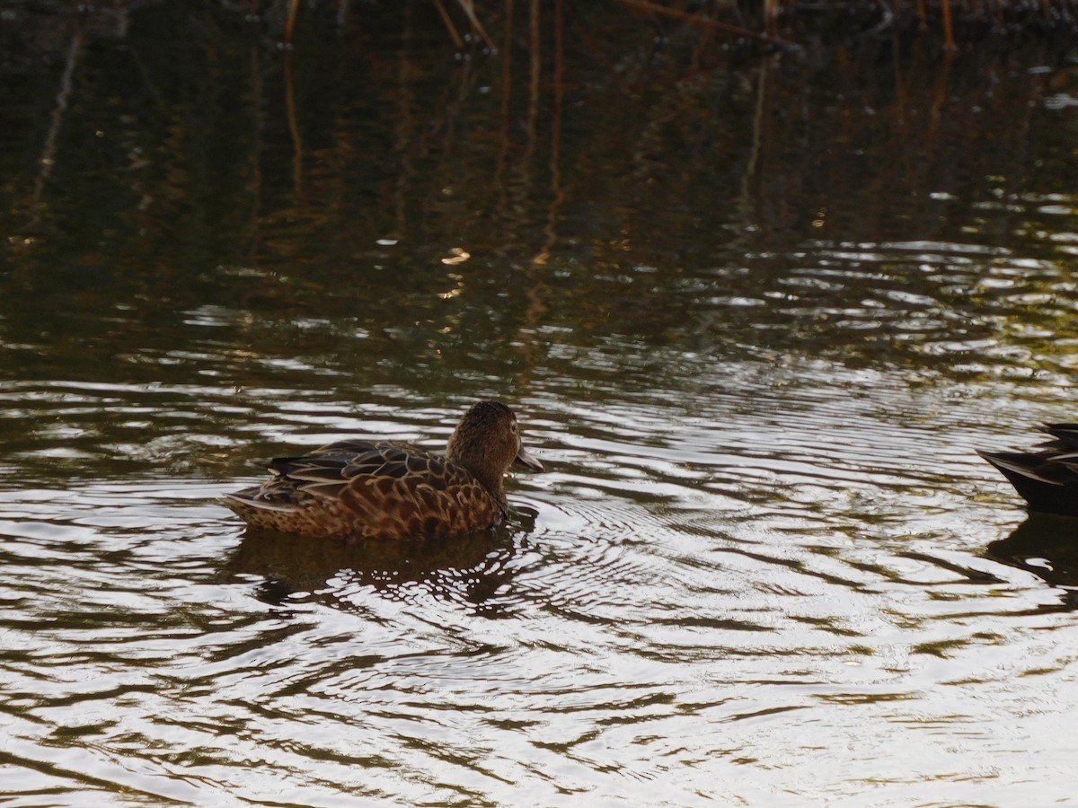 Cinnamon Teal - ML620749439