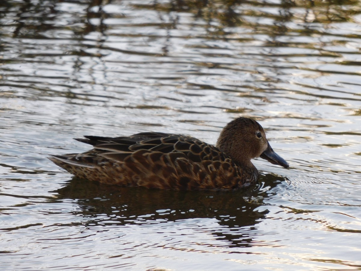 Cinnamon Teal - ML620749442