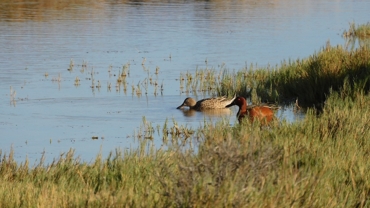 Cinnamon Teal - ML620749444