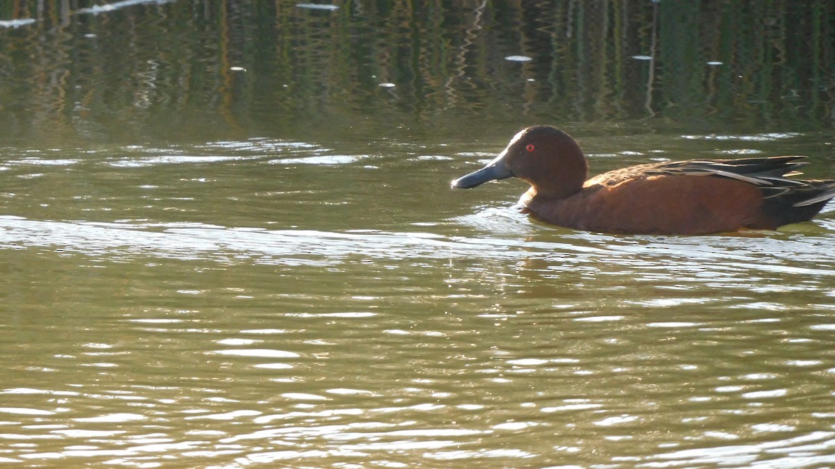 Cinnamon Teal - ML620749447