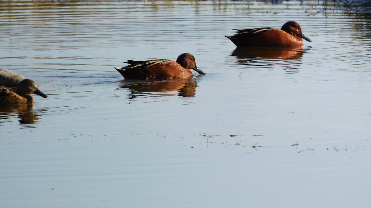 Cinnamon Teal - ML620749448