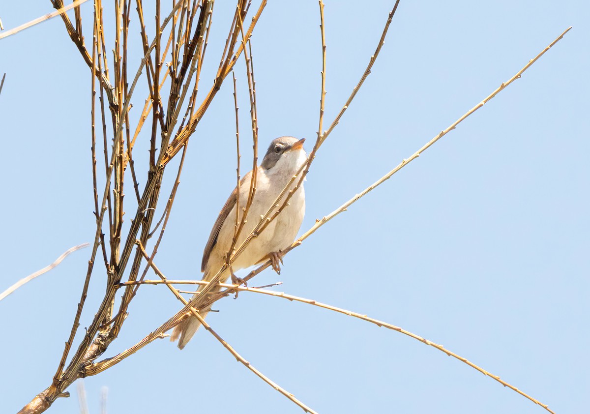 Greater Whitethroat - ML620749456