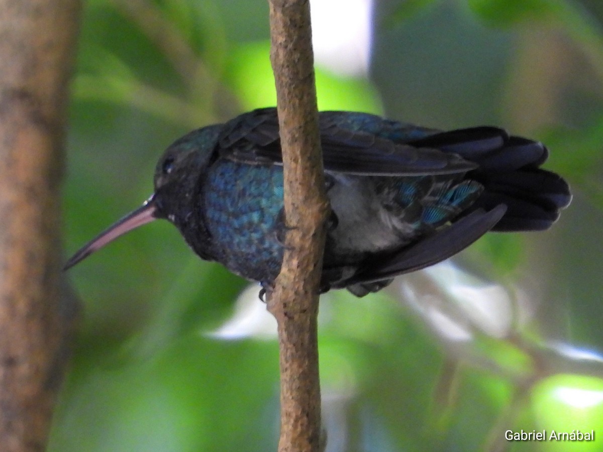 Sapphire-throated Hummingbird - ML620749458