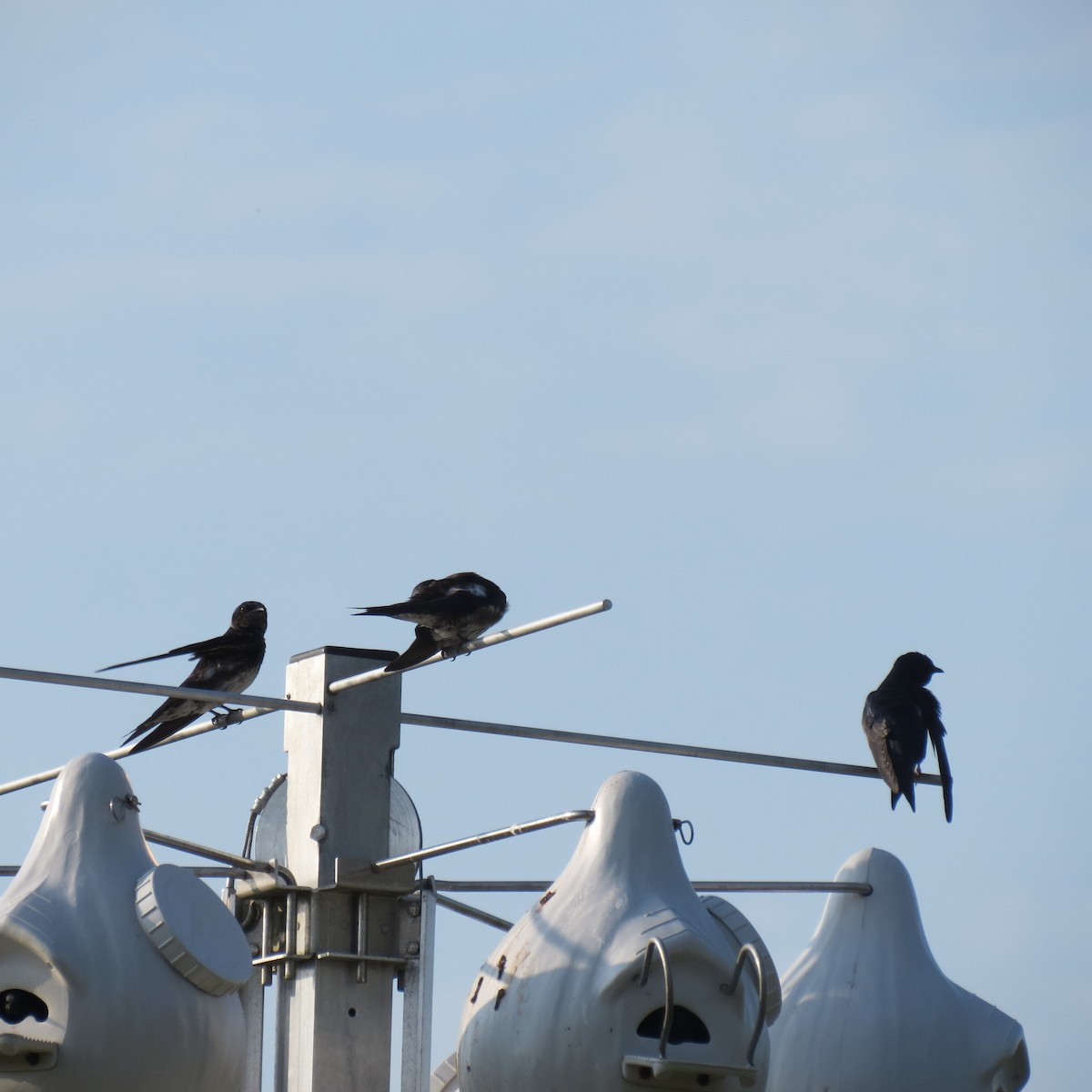 Purple Martin - ML620749459