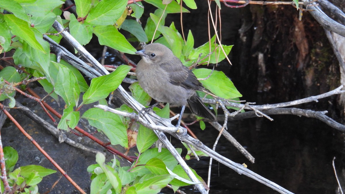 Brown-headed Cowbird - ML620749460