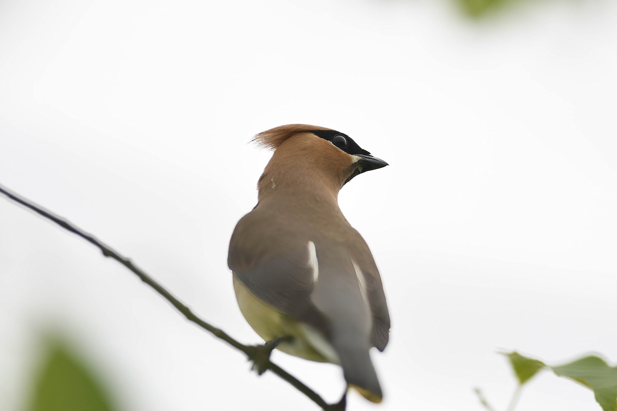 Cedar Waxwing - ML620749476